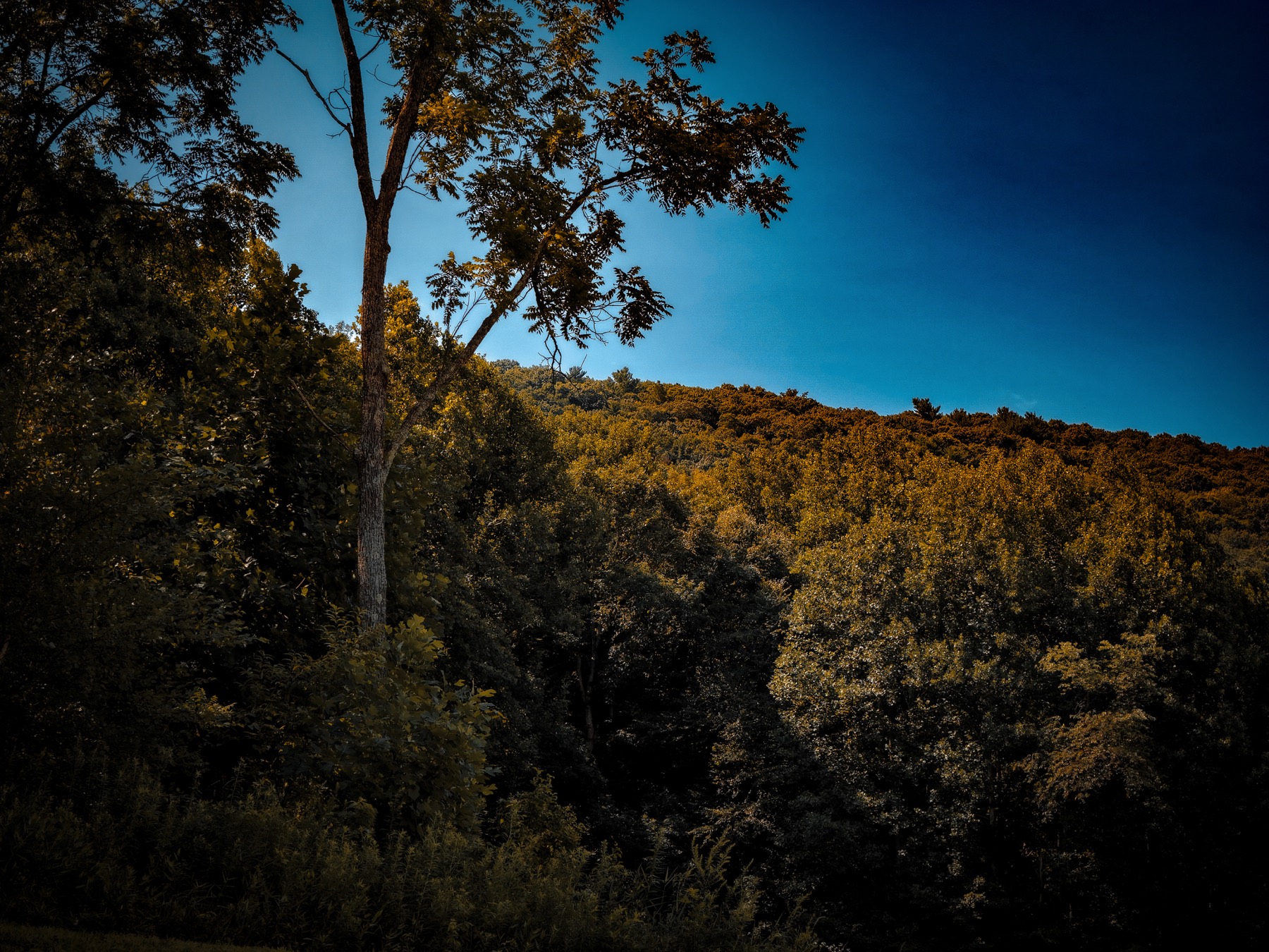 Aerial view of a wooded hillside at golden hour