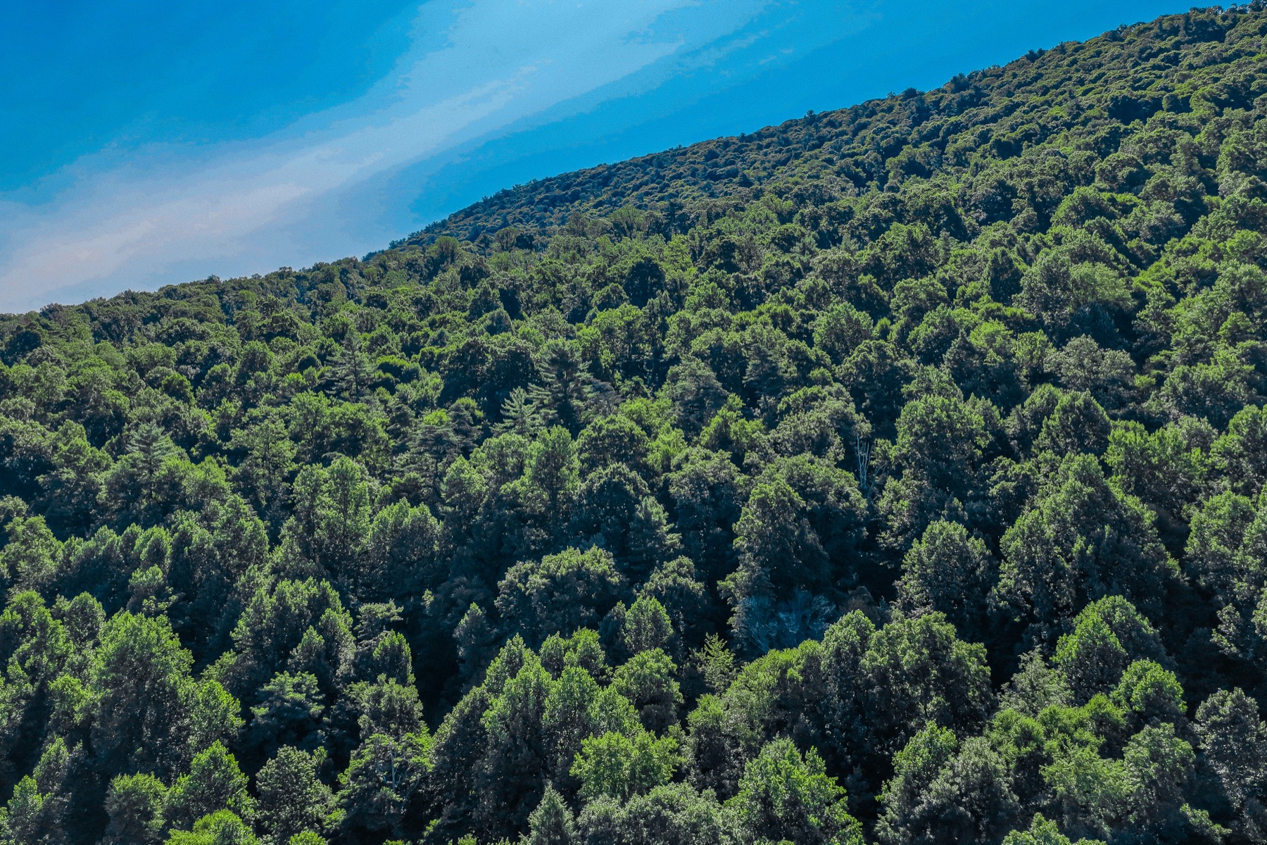Aerial view of a forested ridge line captured by SkyCat Media